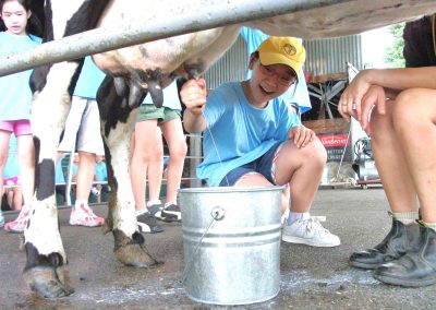 melbourne-cow-milking