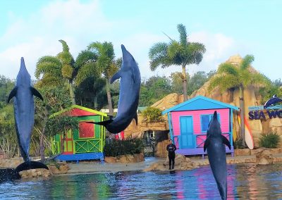 gold-coast-seaworld-dolphin-show