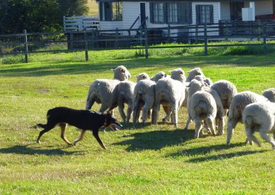 gold-coast-sheep-working-dog