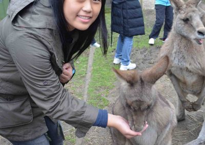 melbourne-hand-feeding-kangaroo